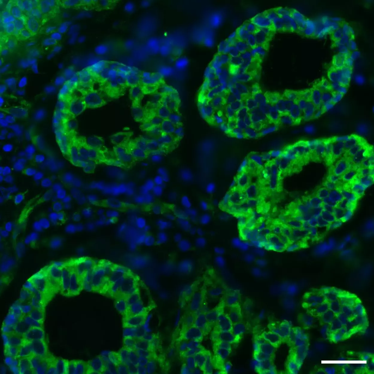 RPS6 Antibody Anti Human REAdye Lease Miltenyi Biotec Deutschland