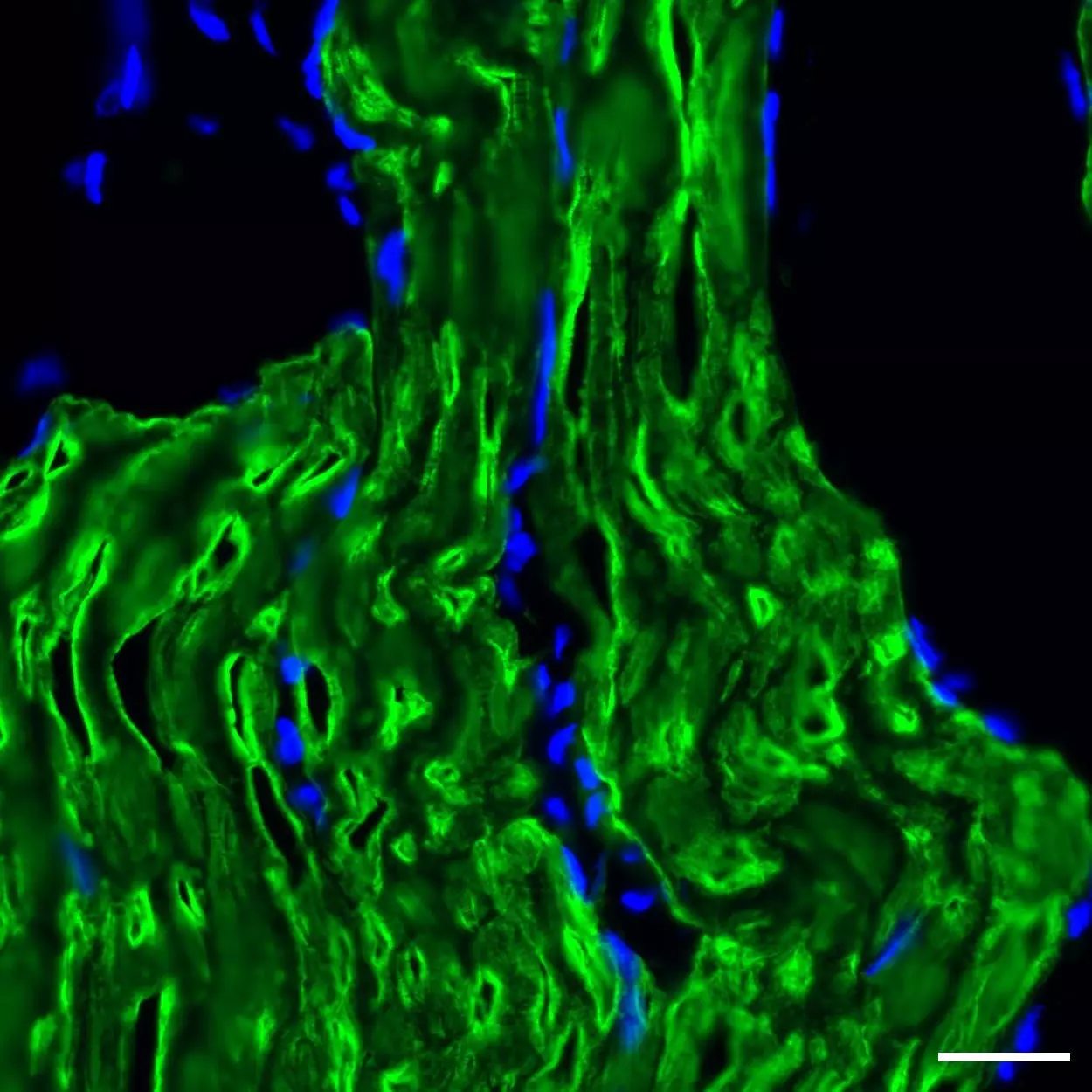 Myosin Antibody Anti Human Readye Lease Miltenyi Biotec Usa