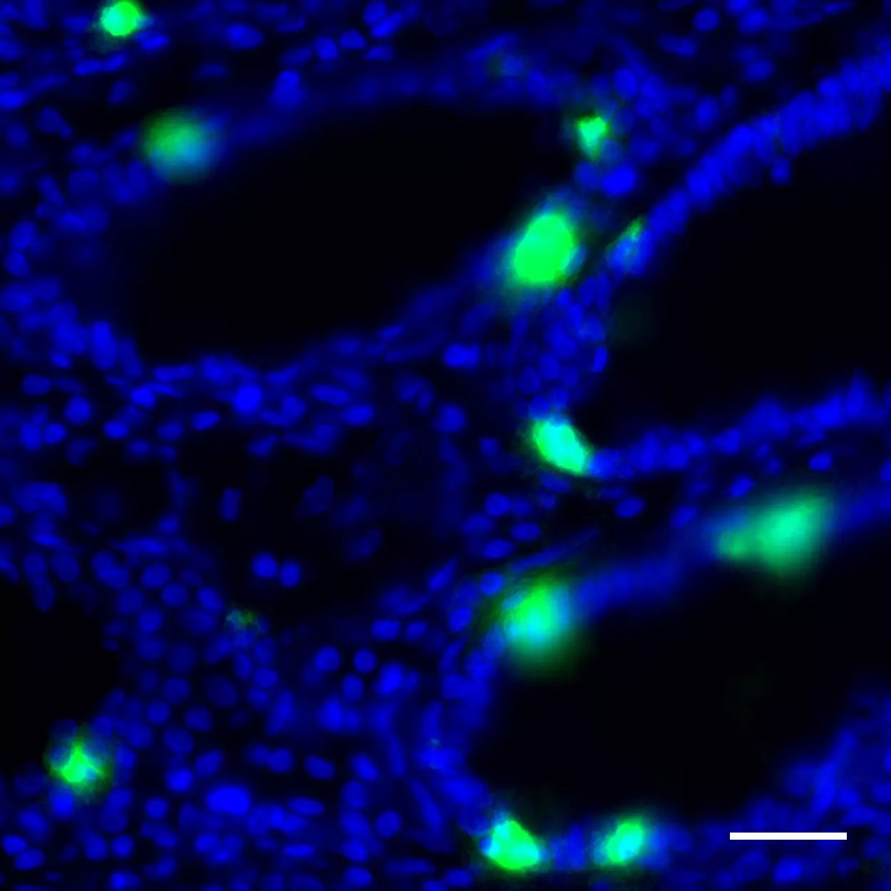 Granzyme A Antibody Anti Human REAdye Lease Miltenyi Biotec India