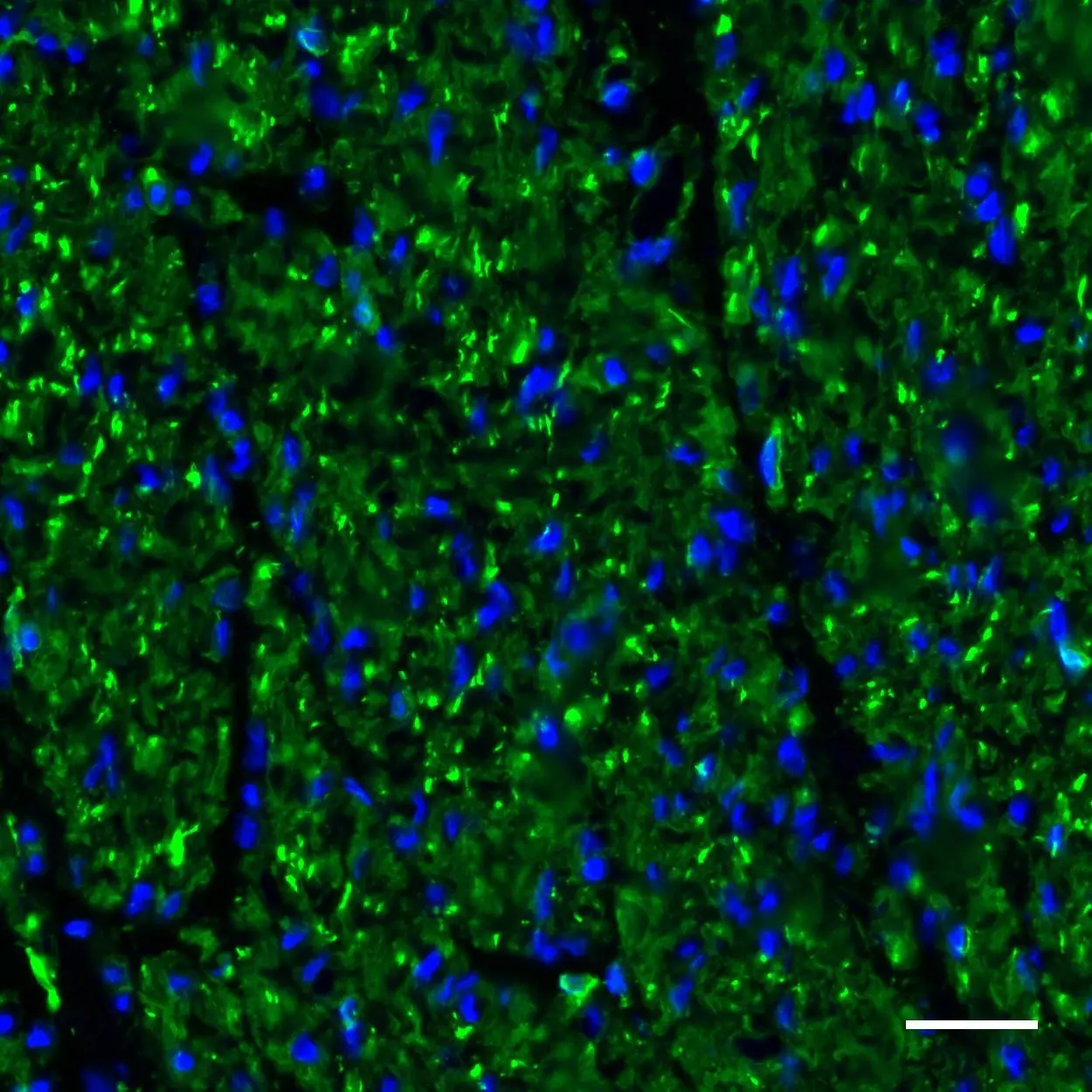 β Actin Antibody anti human REAdye lease Miltenyi Biotec USA