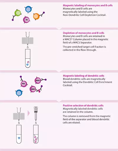 Blood Dendritic Cell Isolation Kit II human Miltenyi Biotec 中国