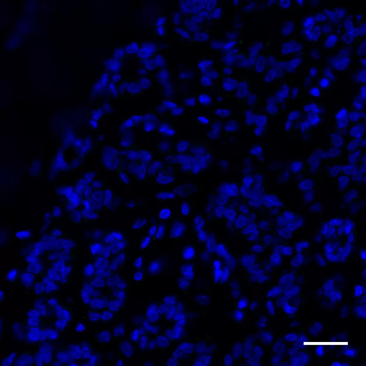 JNK1 MAPK8 Antibody Anti Human REAdye Lease Miltenyi Biotec USA