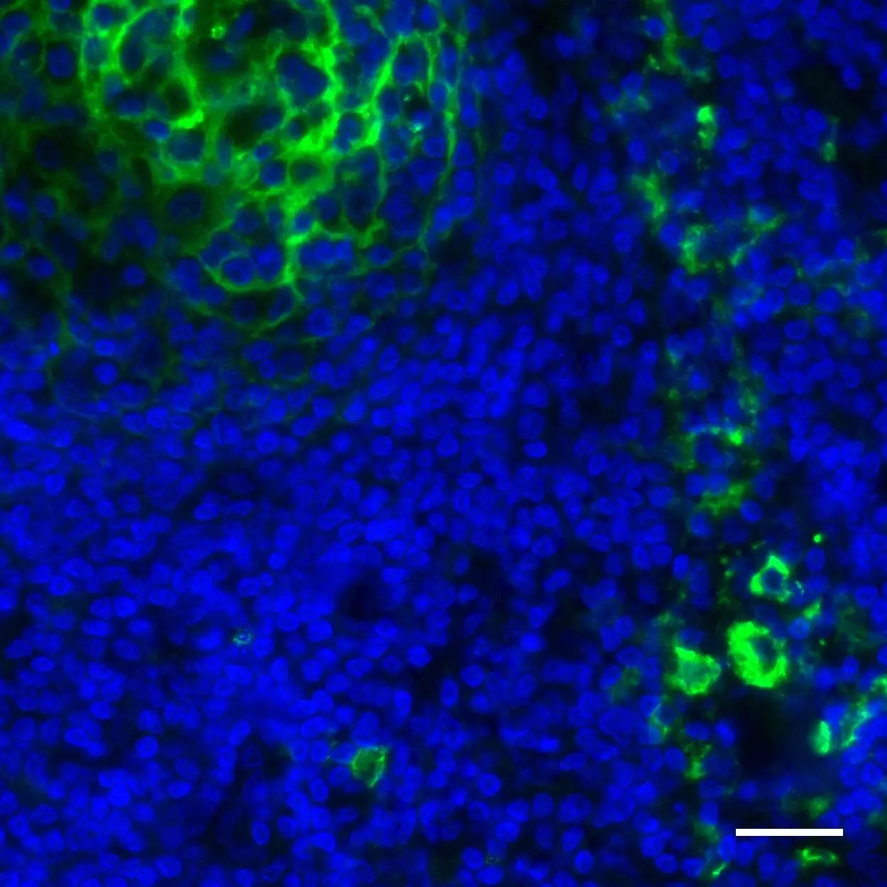 CD14 Antibody Anti Human REAfinity Miltenyi Biotec India