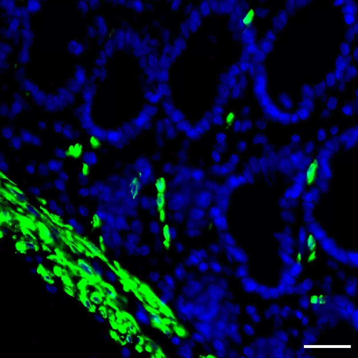 Desmin Antibody Anti Human Reafinity Miltenyi Biotec Usa