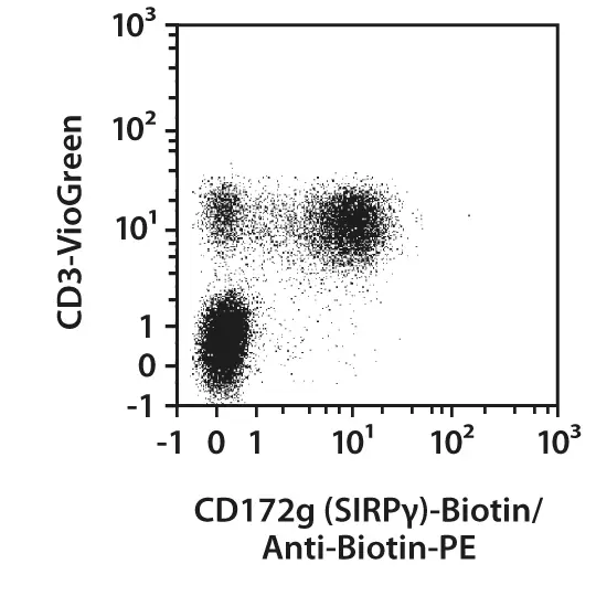 CD172g SIRPγ Antibody anti human REAfinity Miltenyi Biotec India