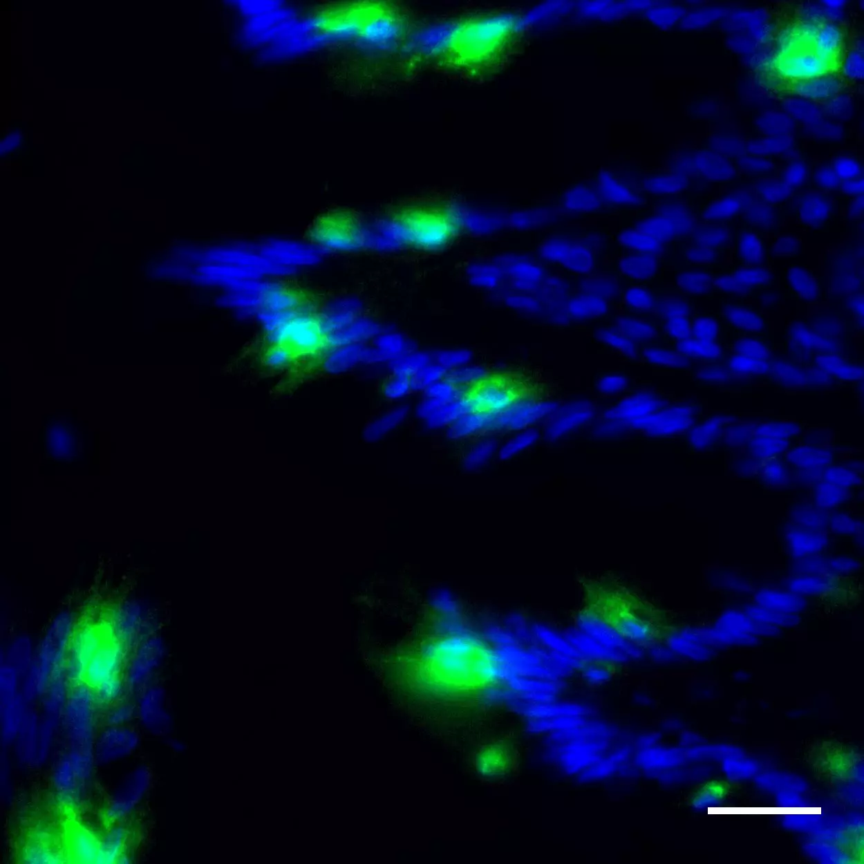 Granzyme A Antibody Anti Human Readye Lease Miltenyi Biotec India