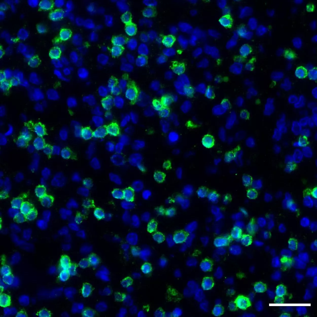 CD3 Antibody Anti Human REAfinity Miltenyi Biotec USA