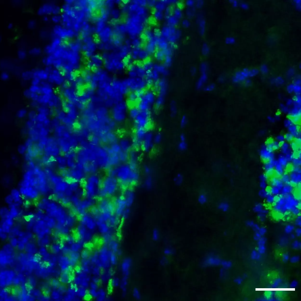 Vglut Antibody Anti Human Mouse Rat Reafinity Miltenyi Biotec Usa