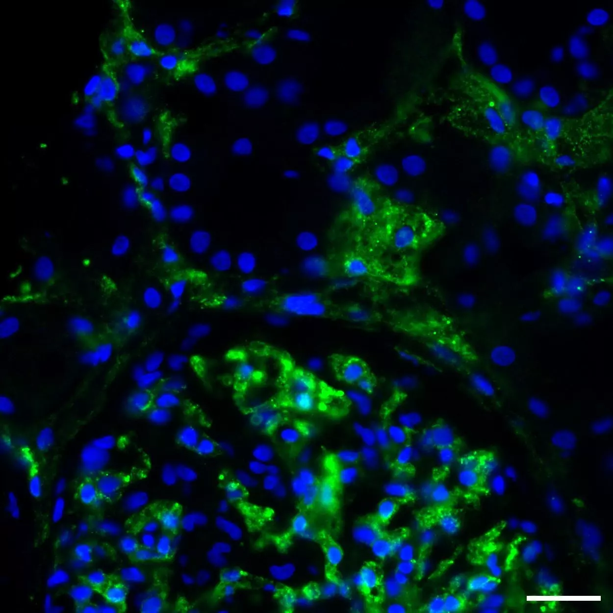 CD34 Antibody Anti Human REAdye Lease Miltenyi Biotec USA