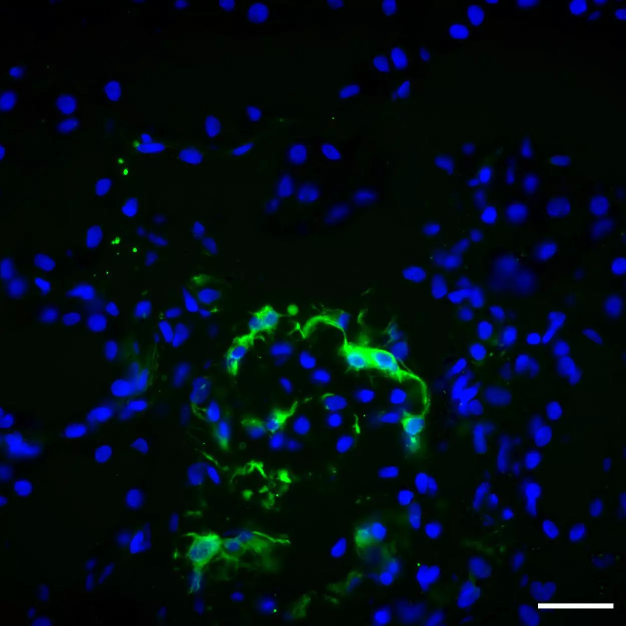 Nestin Antibody Anti Human Readye Lease Miltenyi Biotec Usa