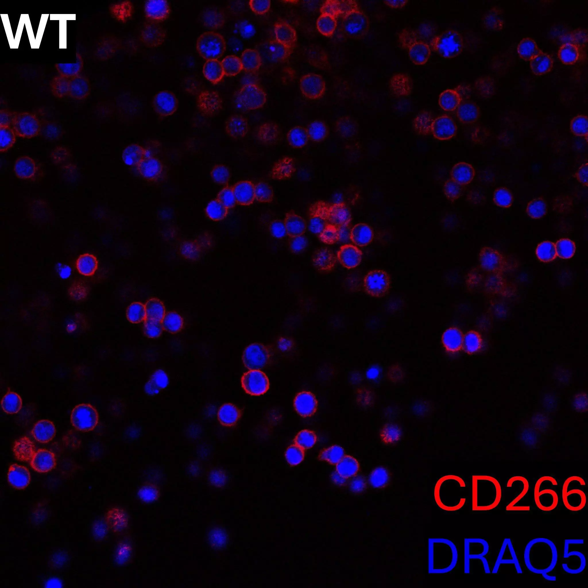 CD266 (FN14) Antibody, anti-human/mouse, REAfinity™ | Miltenyi
