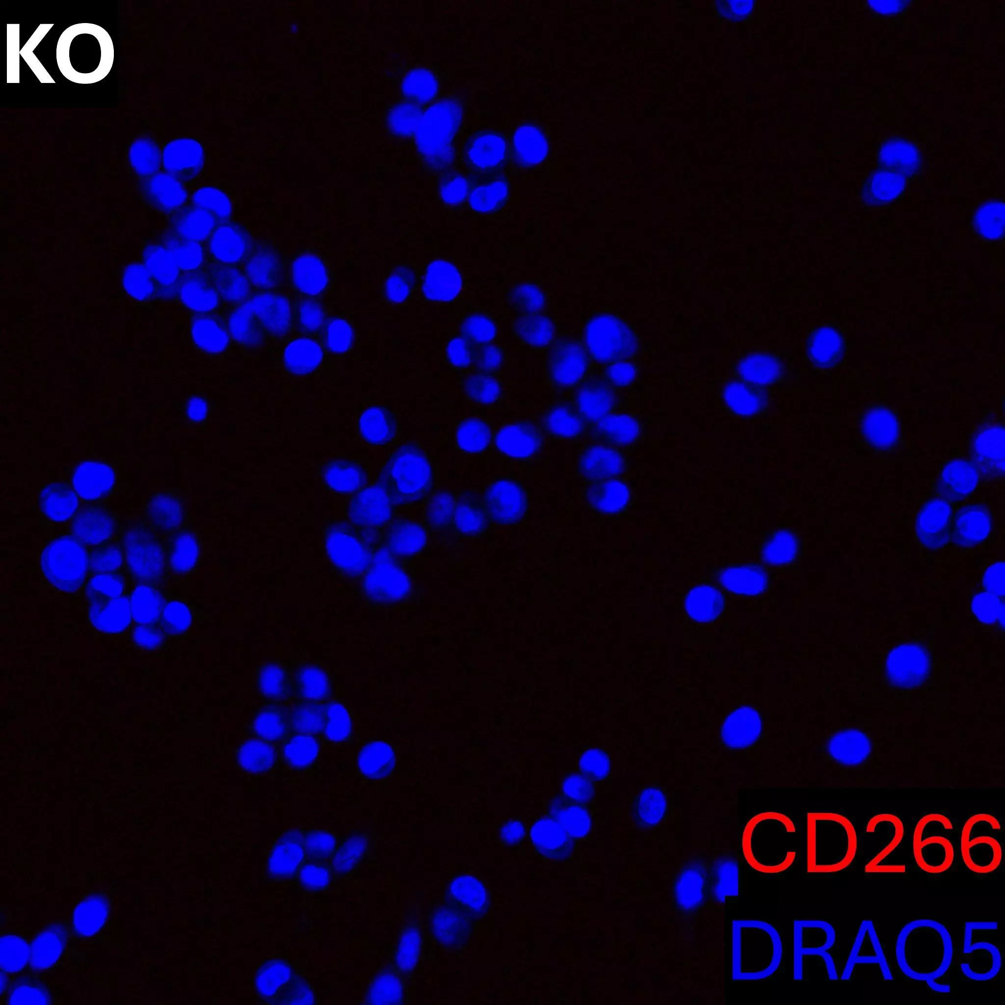CD266 (FN14) Antibody, anti-human/mouse, REAfinity™ | Miltenyi