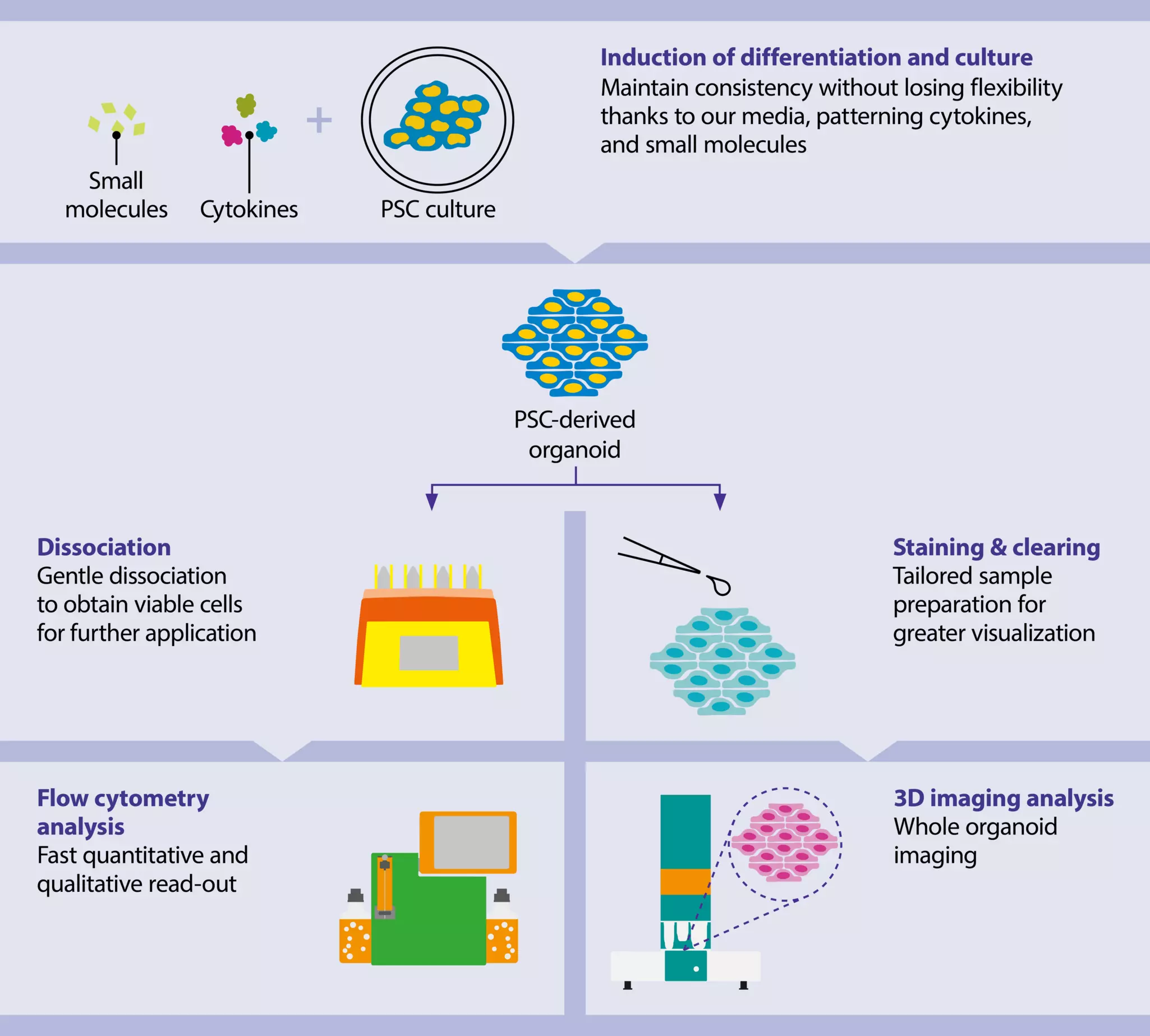 Brain organoids derived from hPSCs | Workflow | Miltenyi Biotec
