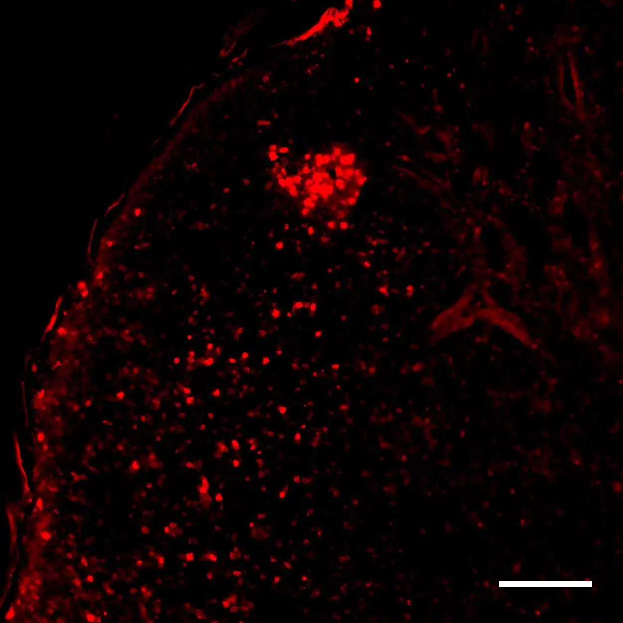 CD73 Antibody, anti-mouse, REAfinity™ | Miltenyi Biotec | USA