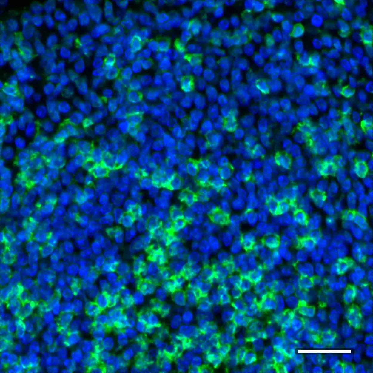 CD45RO Antibody, anti-human, REAfinity™ | Miltenyi Biotec | USA