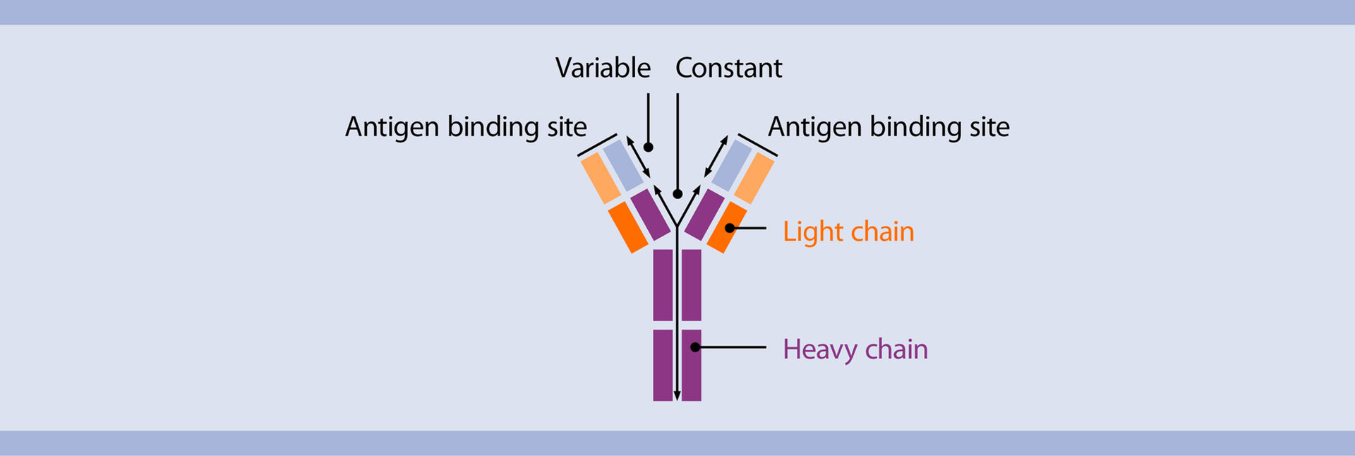 Effect of the multilayer structure on the immunoassay. Antigen-antibody