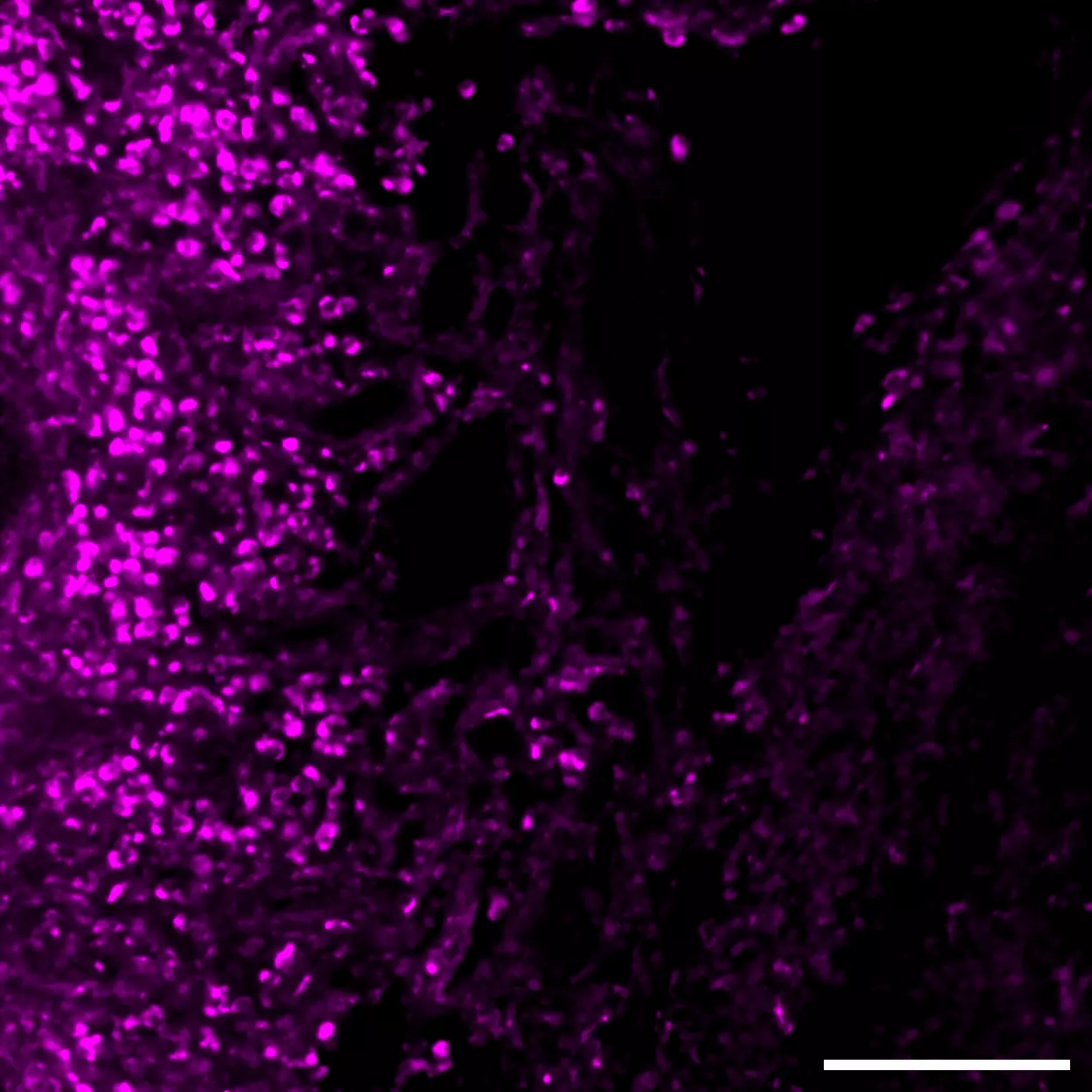 CD68 Antibody, anti-mouse, REAfinity™ | Miltenyi Biotec | Deutschland