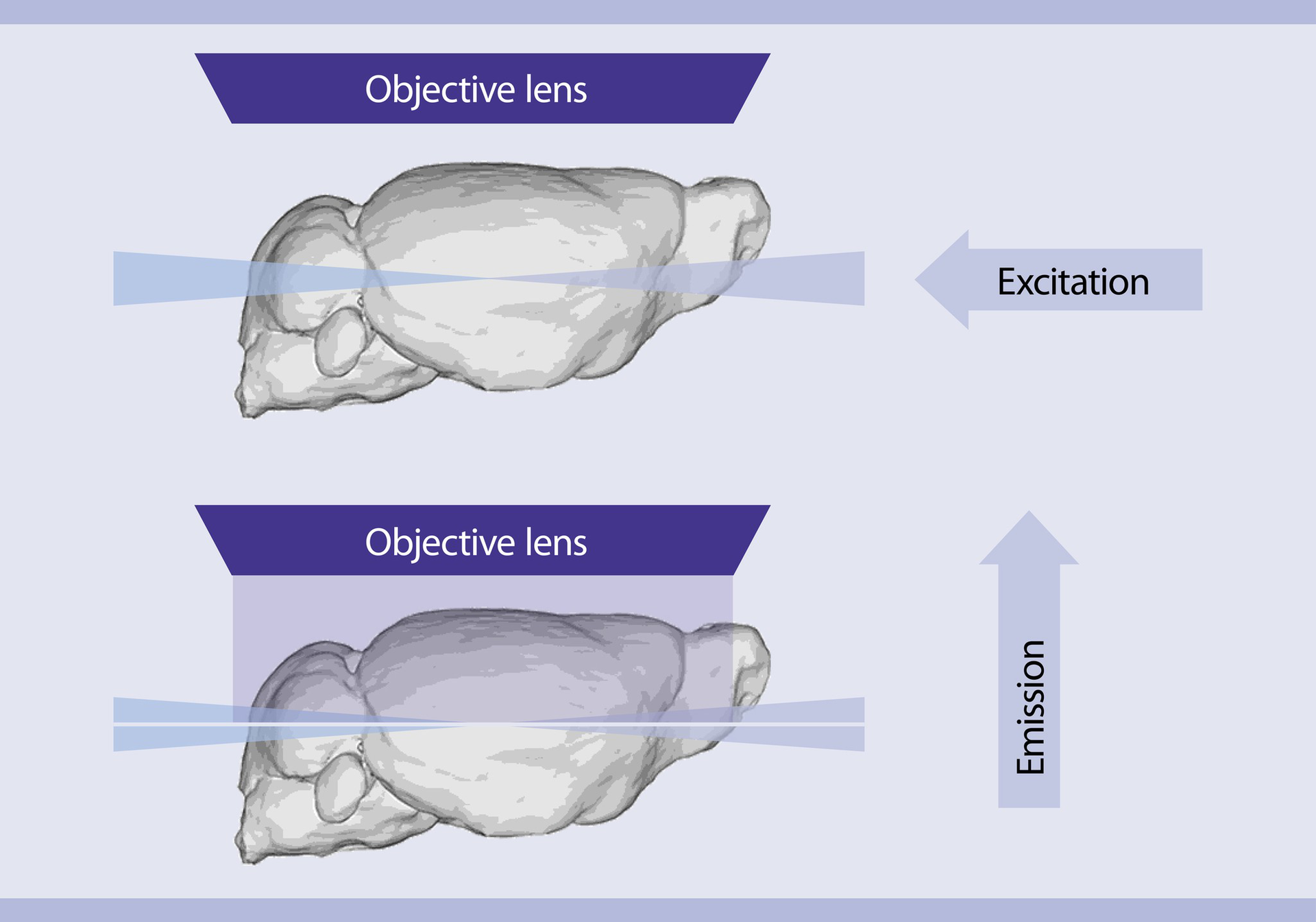 Light sheet microscopy benefits Miltenyi Biotec USA