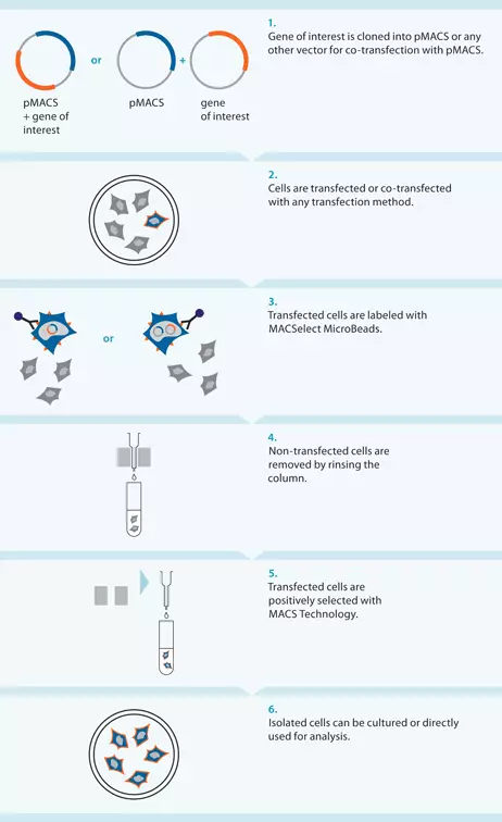 MACSelect™ Kk System | Miltenyi Biotec | 日本 MACSelect™ Kk System | Miltenyi Biotec | 日本