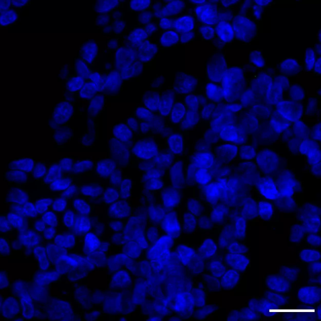 ROS1 Antibody, anti-human, REAfinity™ | Miltenyi Biotec | Great Britain