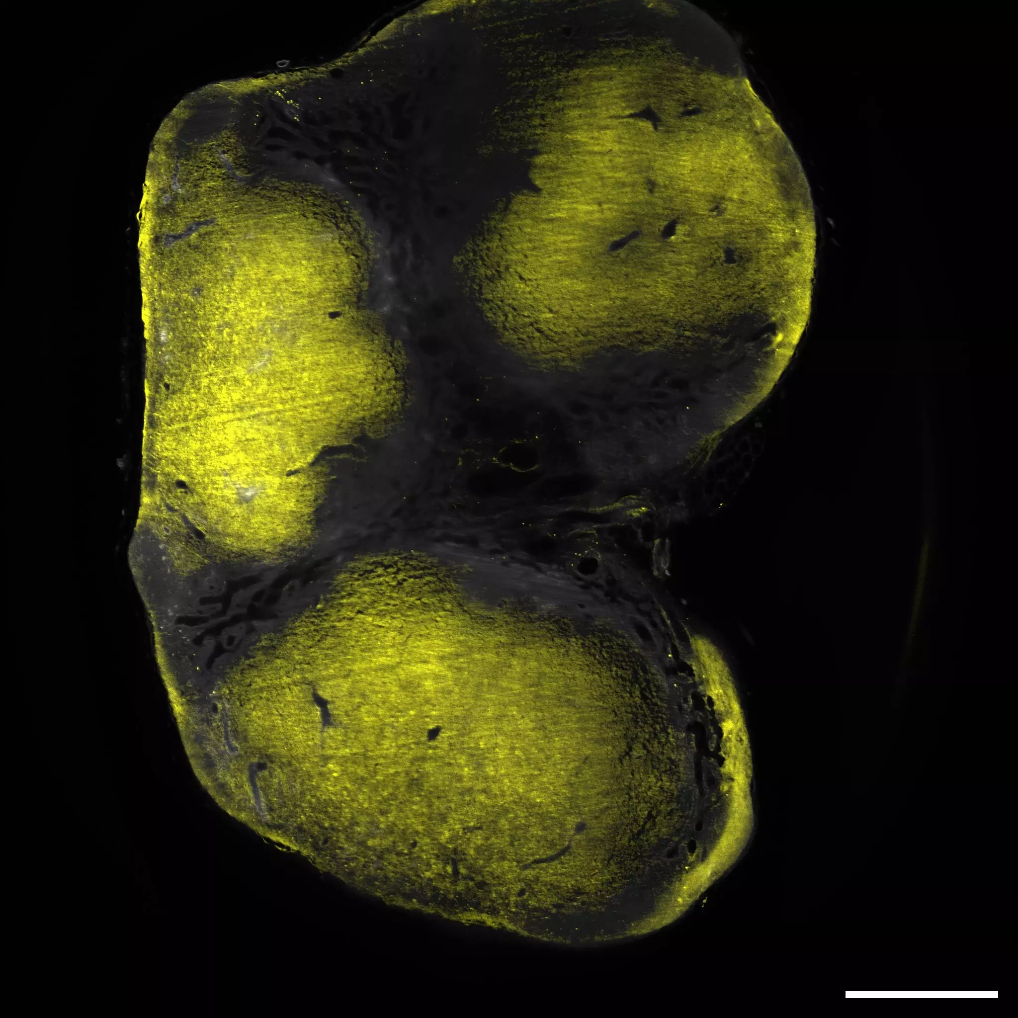CD4 Antibody, anti-mouse, REAfinity™ | Miltenyi Biotec | USA