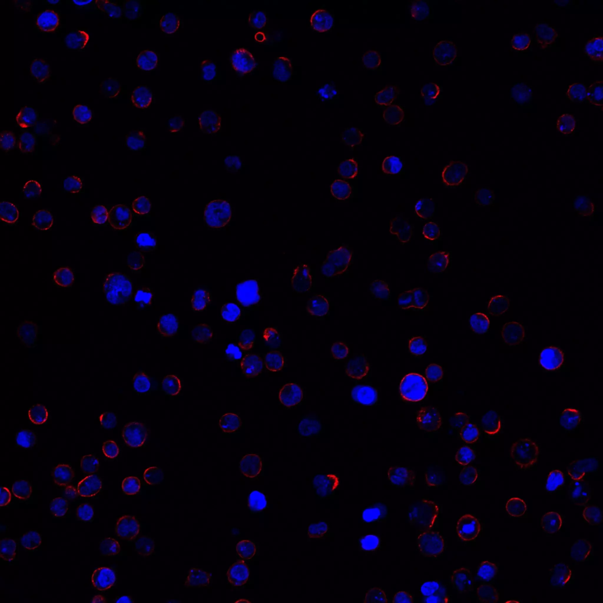 CD102 (ICAM-2) Antibody, anti-human, REAfinity™ | Miltenyi Biotec | USA