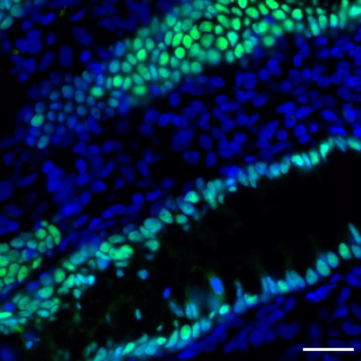 CDX2 Antibody, anti-human, REAfinity™ | Miltenyi Biotec | USA