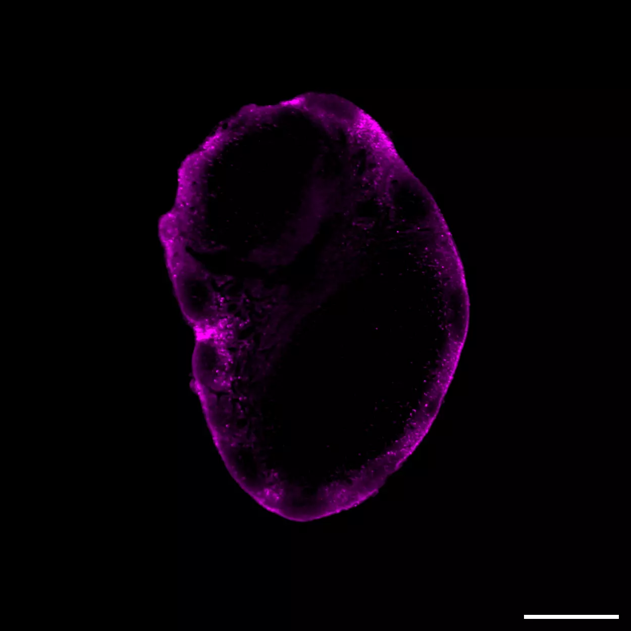 CD68 Antibody, anti-mouse, REAfinity™ | Miltenyi Biotec | Deutschland