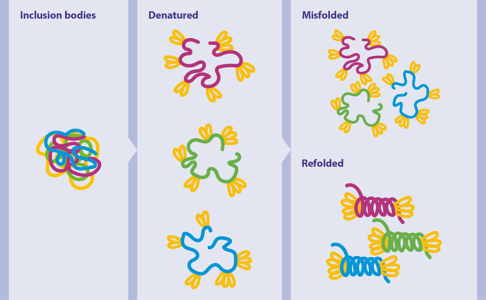 proteins GMP Cytokine Activity Miltenyi Biotec
