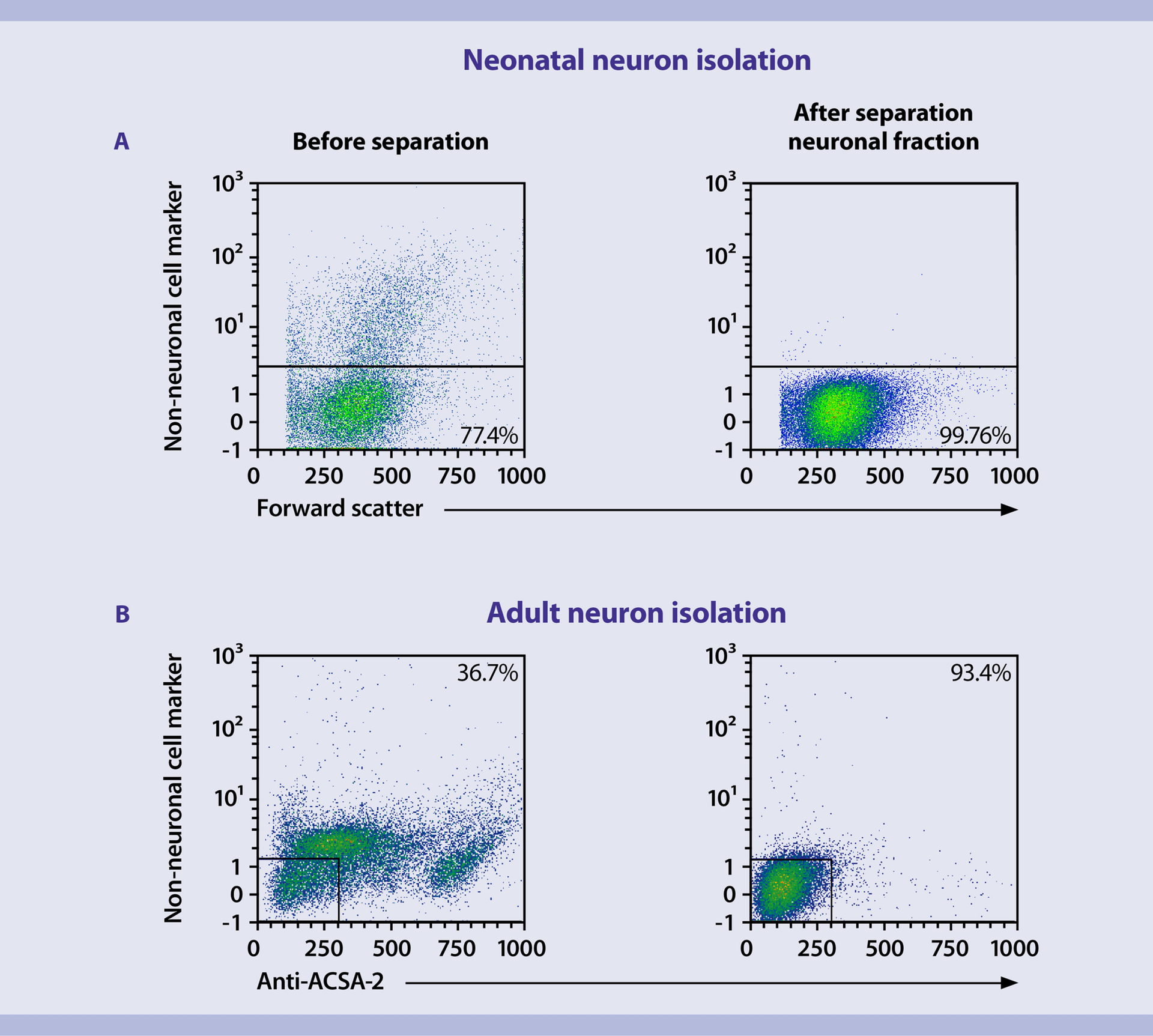 Isolation and cultivation of mouse neurons and neuronal precursor cells