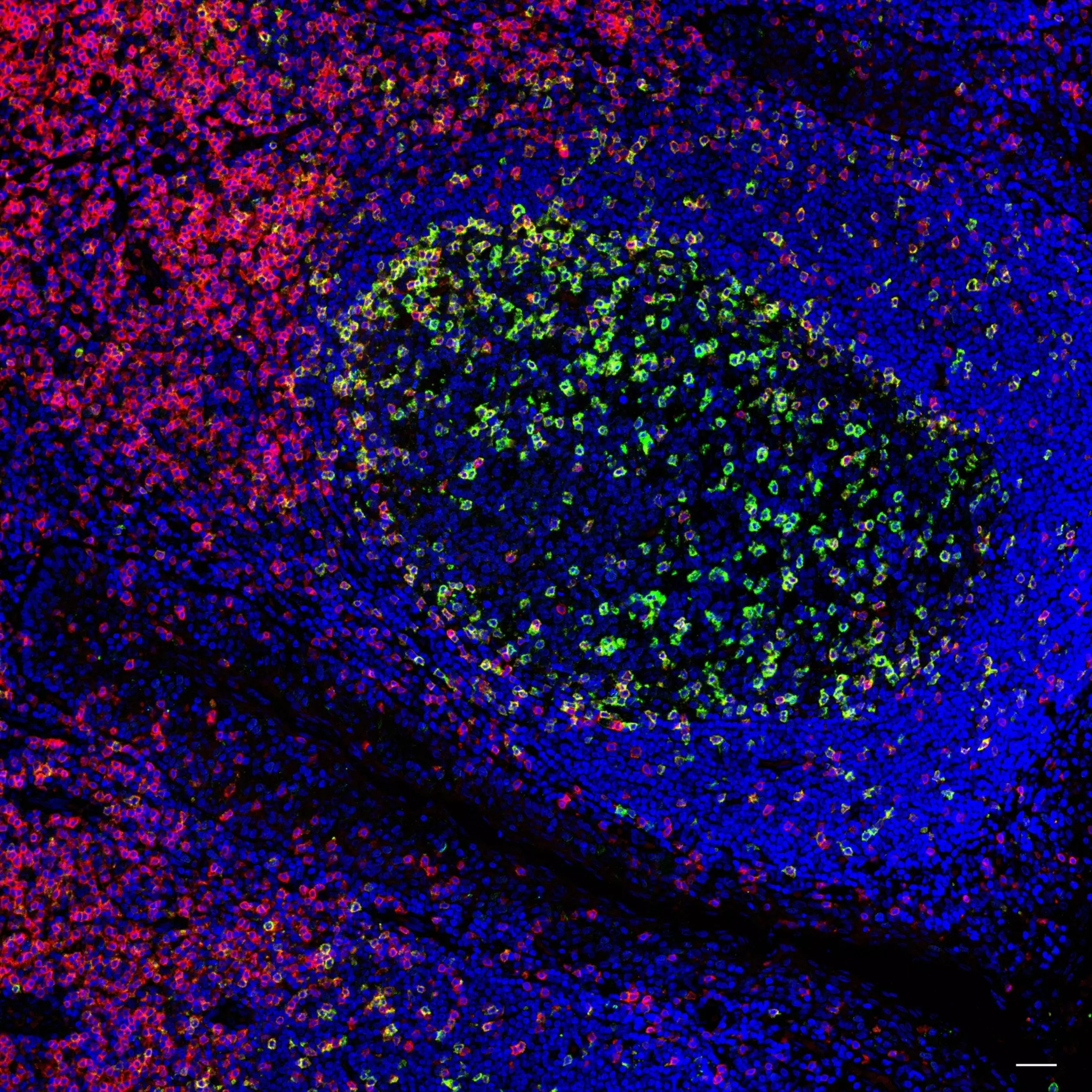 CD279 (PD1) Antibody, anti-human | Miltenyi Biotec | USA