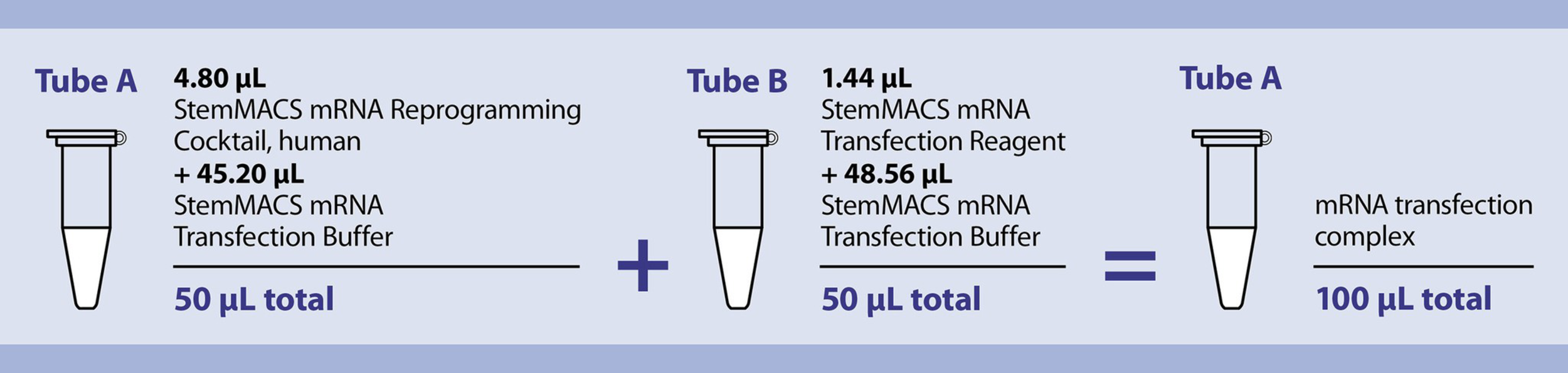 Reprogramming Of Human Fibroblasts Into Induced Pluripotent Stem Cells