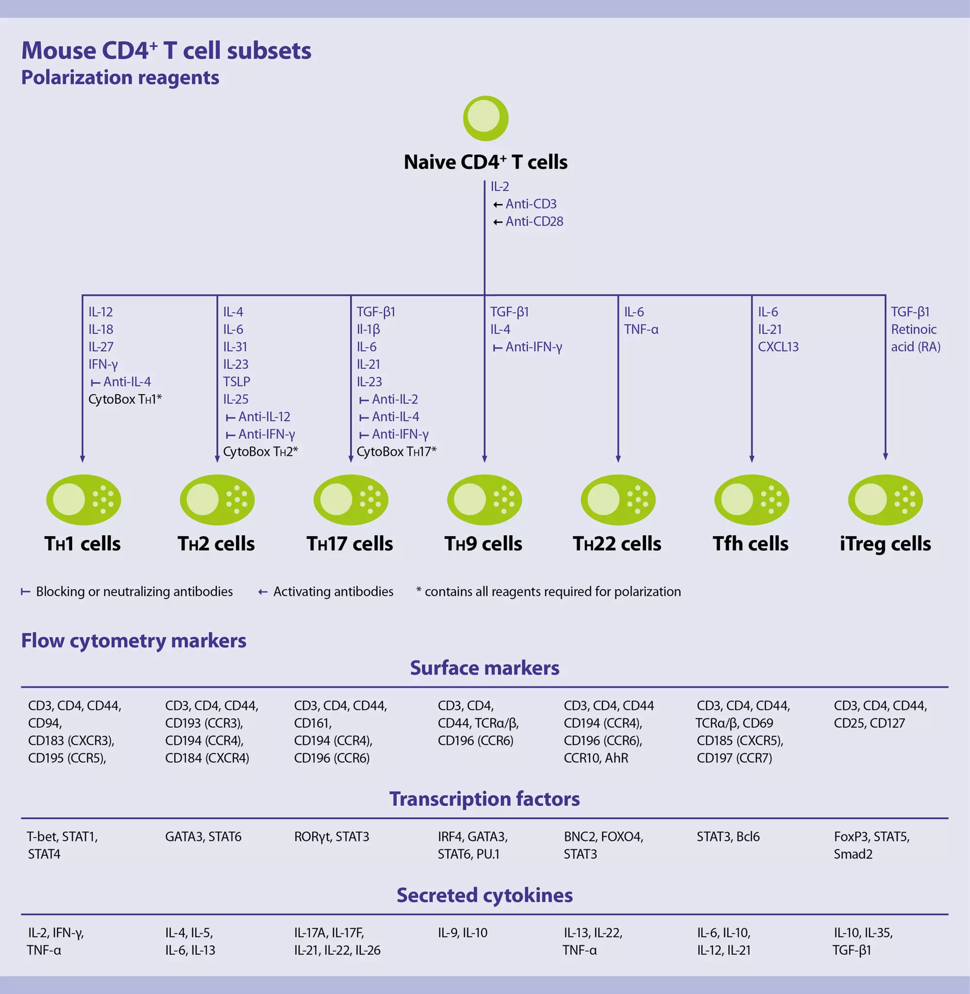 CD4+ T cells (mouse) | Miltenyi Biotec | USA