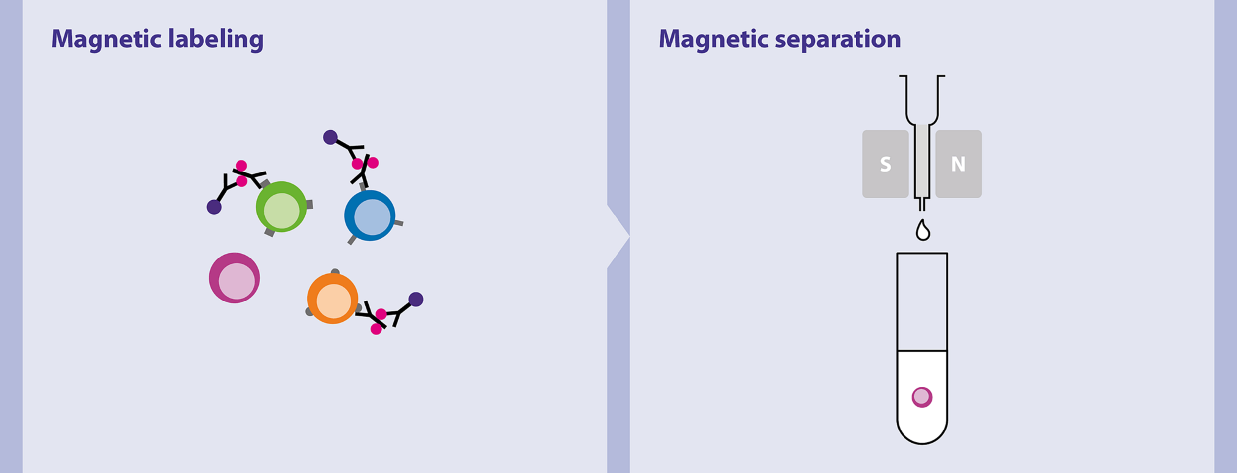 Neural cells (mouse) Miltenyi Biotec USA