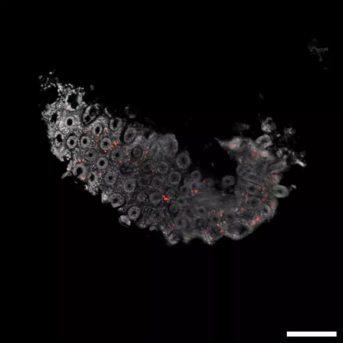 cd8273