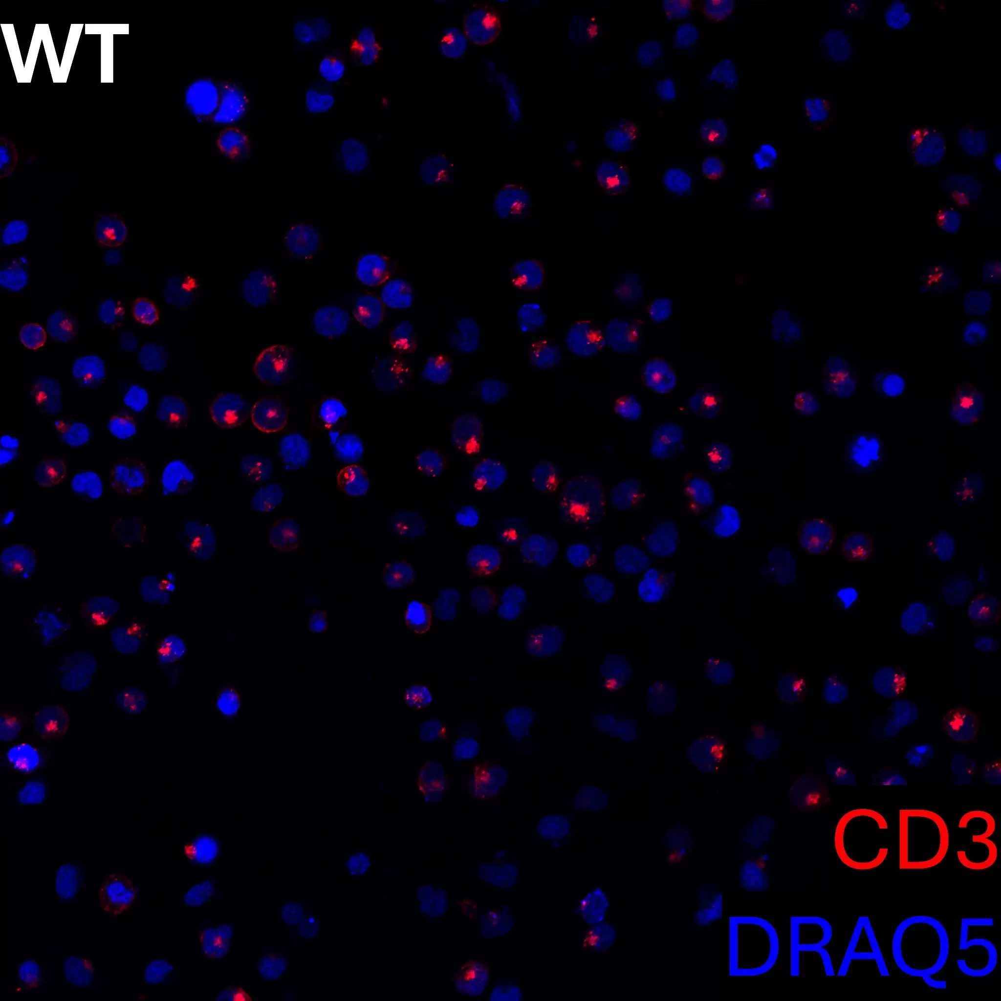 CD3 Antibody, anti-human, REAlease® | Miltenyi Biotec | USA