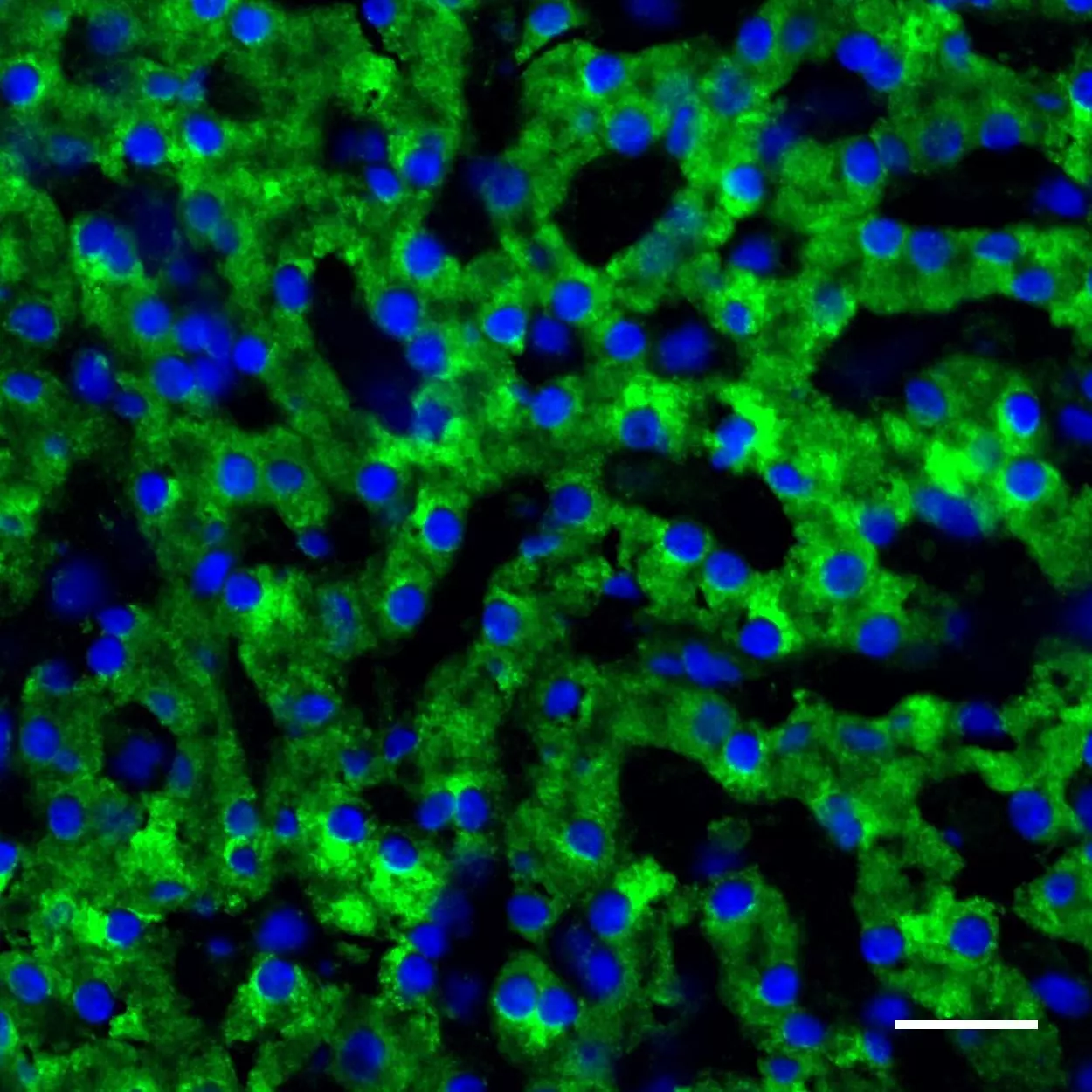 COX-4 Antibody, anti-human, REAdye_lease™ | Miltenyi Biotec | USA