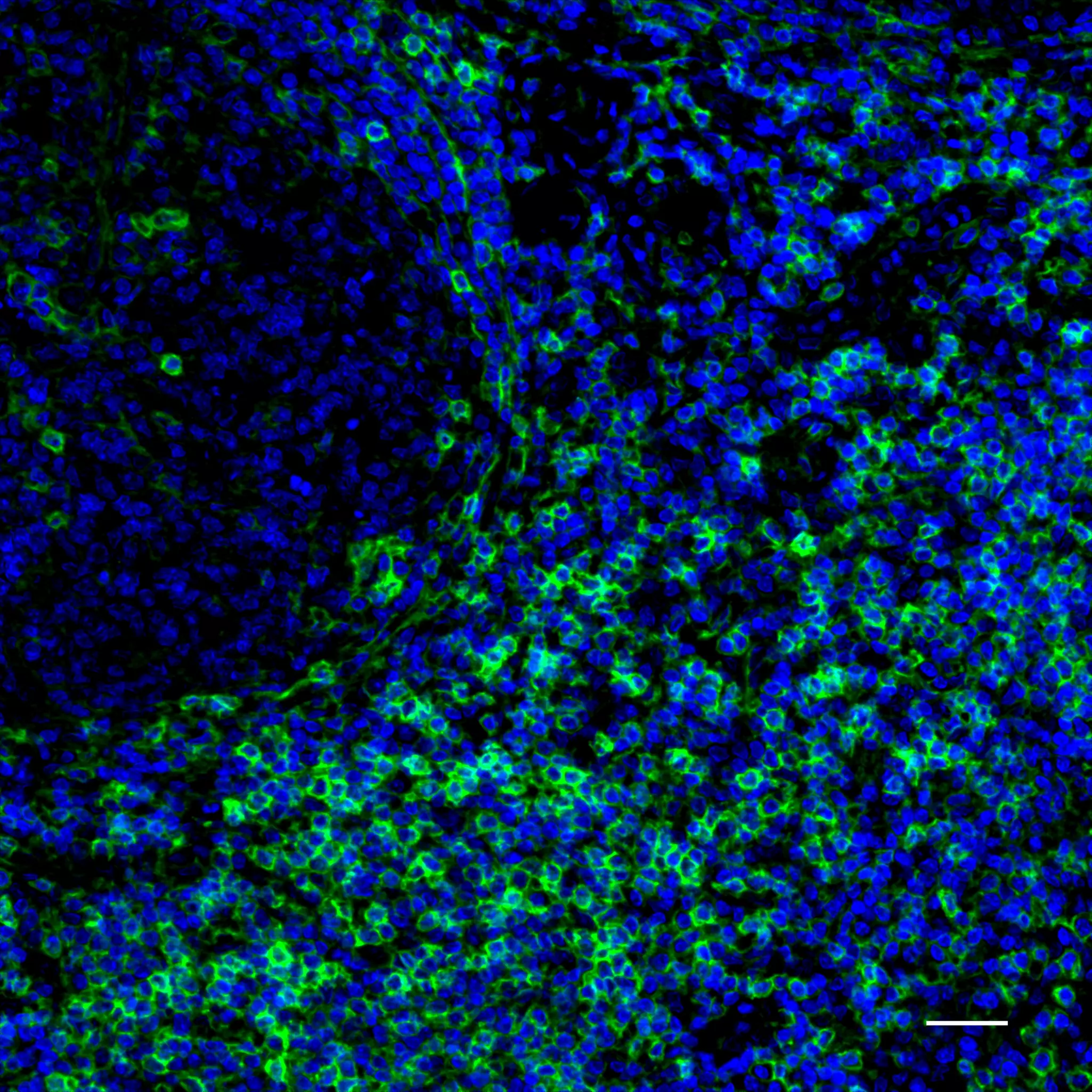 CD99 Antibody, anti-human, REAfinity™ | Miltenyi Biotec | USA