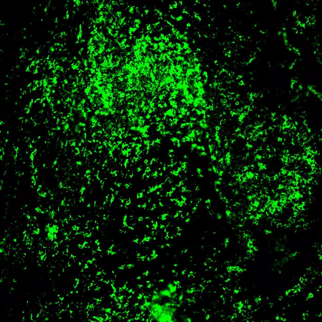 CD328 (Siglec-7) Antibody, Anti-human, REAfinity™ | Miltenyi Biotec | 日本