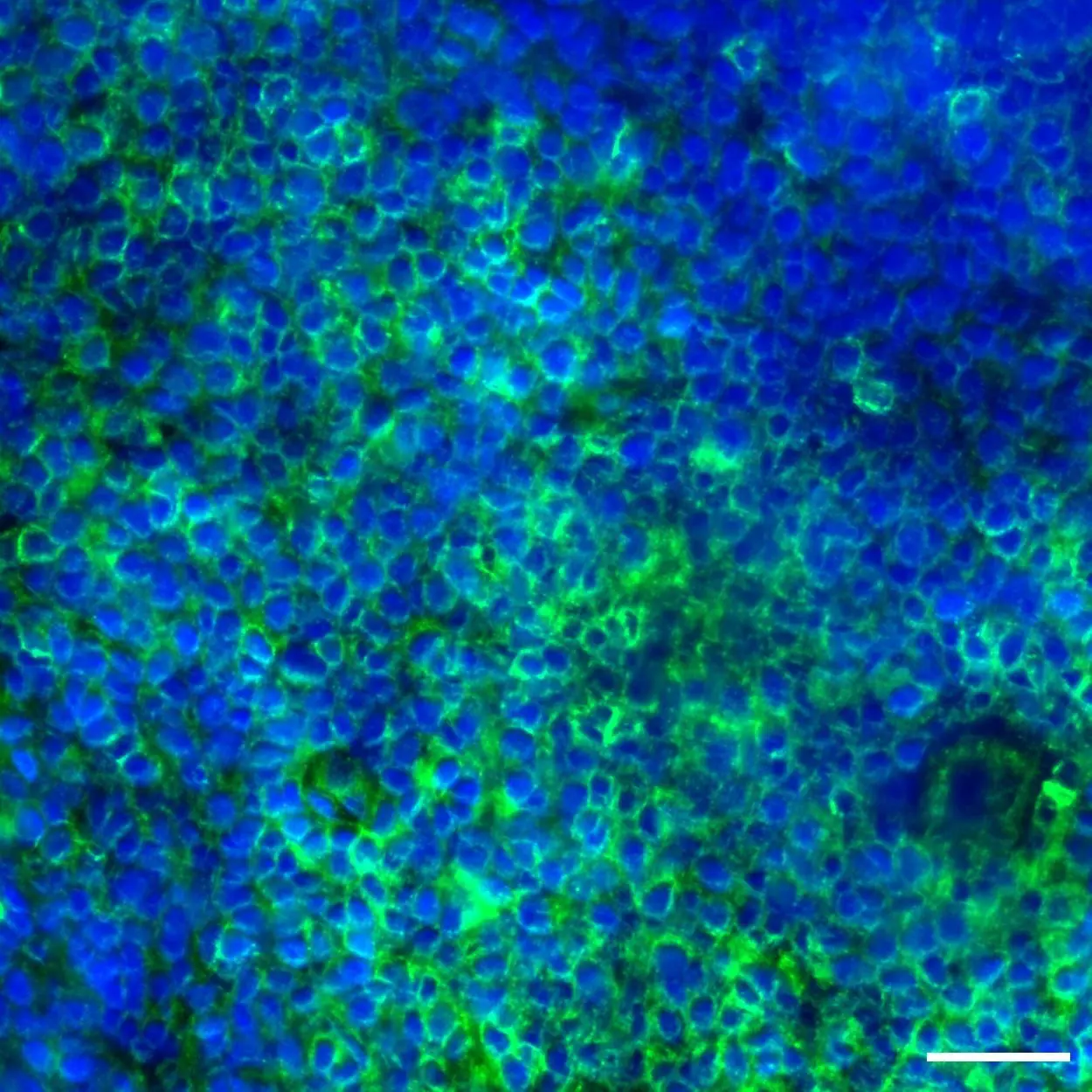 CD5 Antibody, anti-human, REAfinity™ | Miltenyi Biotec | USA