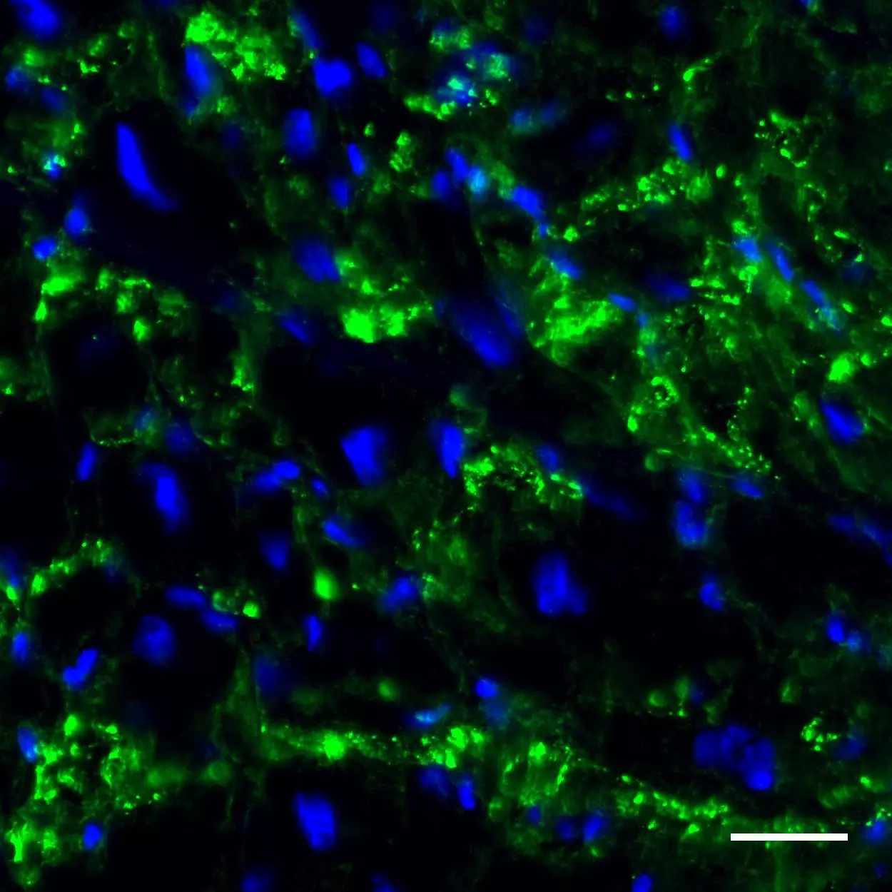 Connexin 43 (GJA1) Antibody, anti-human, REAdye_lease™ | Miltenyi ...