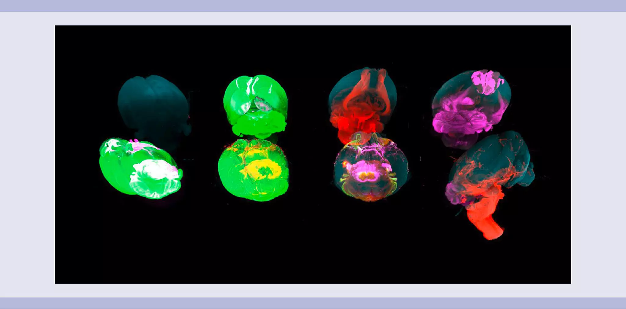 Light Sheet Microscopy | MACS® Handbook | Miltenyi Biotec | Deutschland