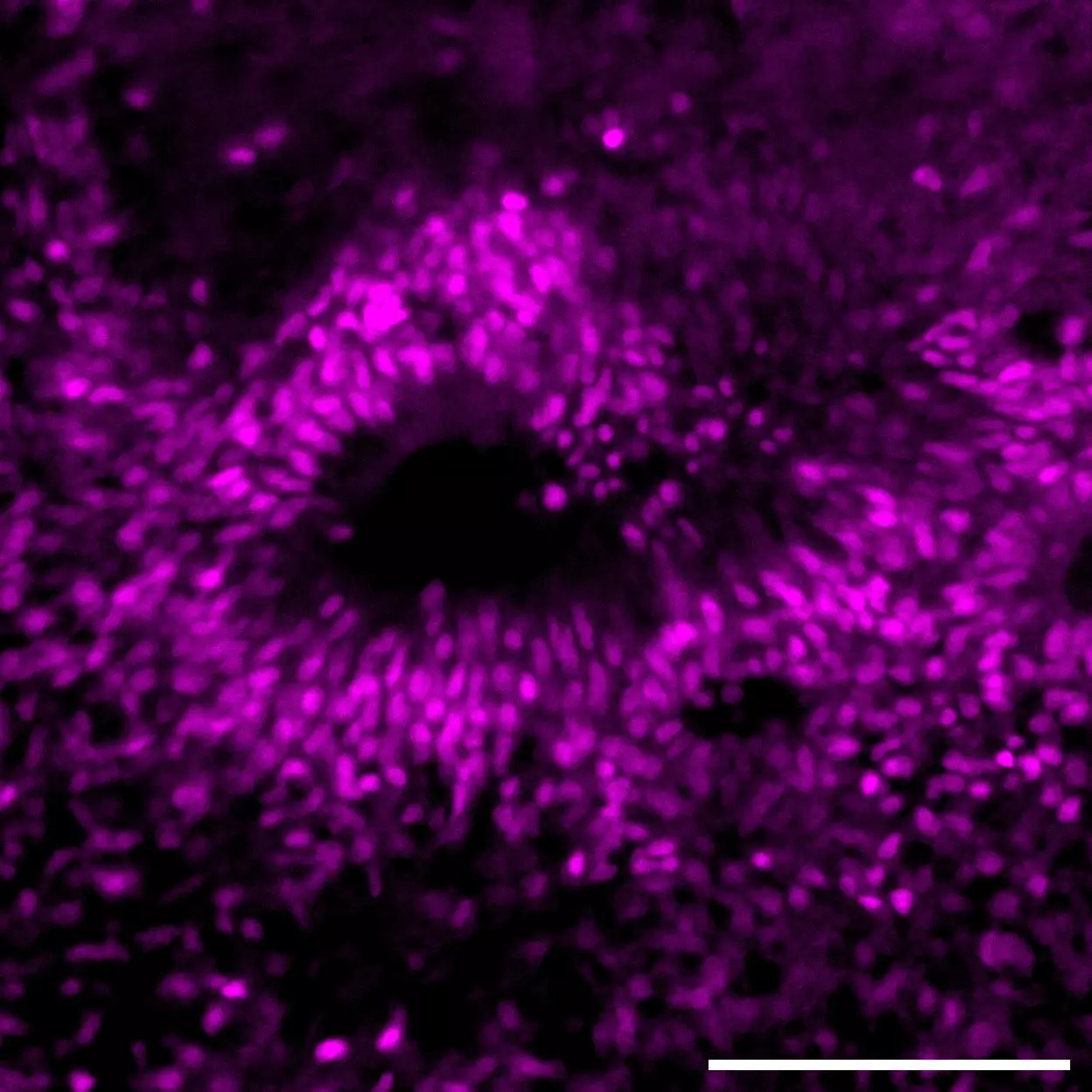 PAX-6 Antibody, anti-human, REAfinity™ | Miltenyi Biotec | USA