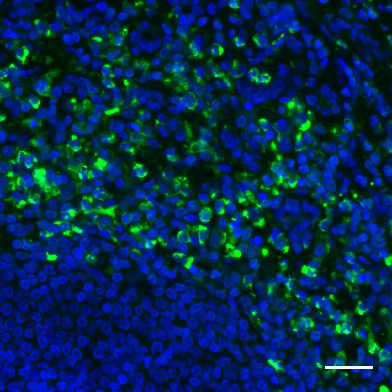 CD66c Antibody, anti-human, REAdye_lease™ | Releasable fluorochromes ...