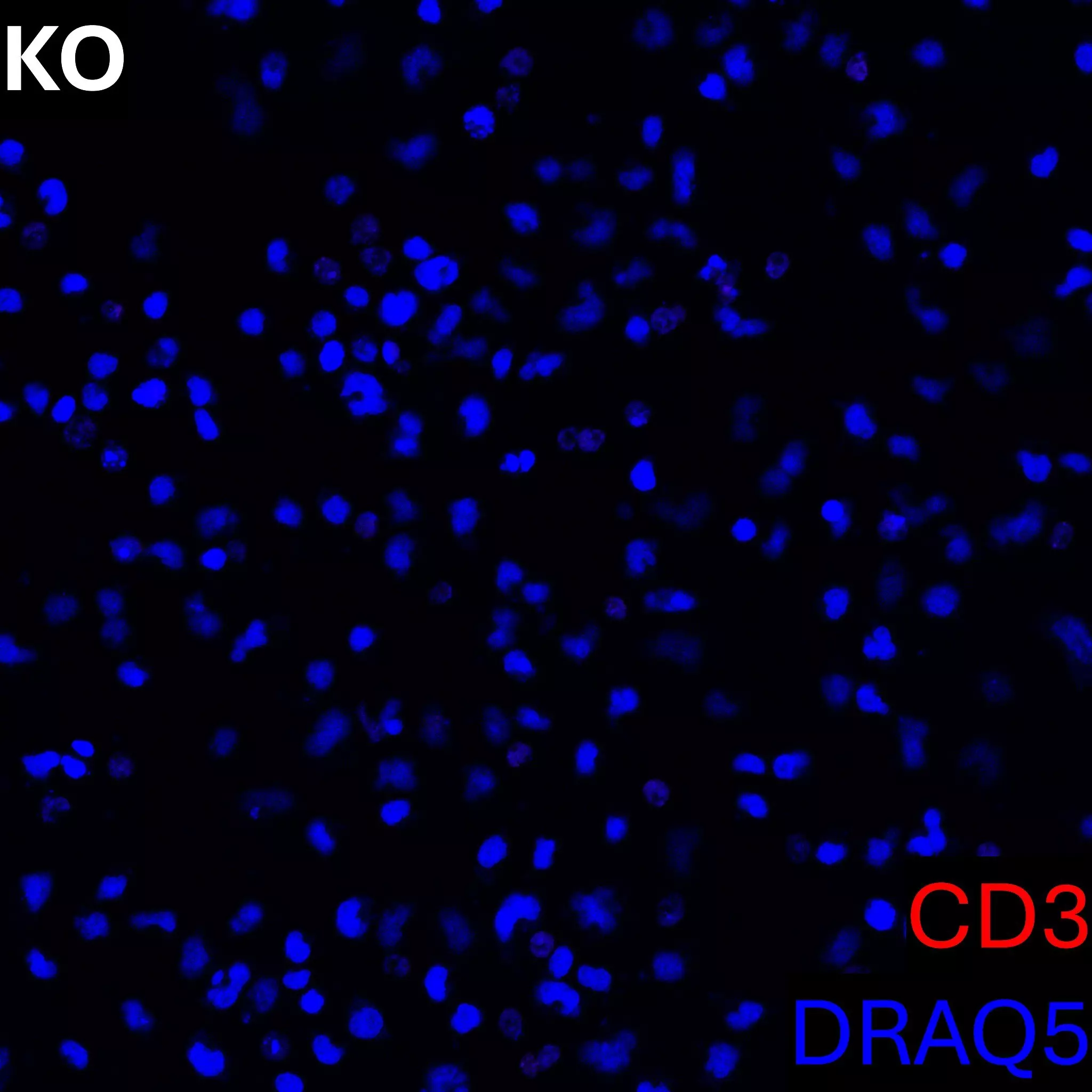 CD3 Antibody, anti-human, REAlease® | Miltenyi Biotec | USA