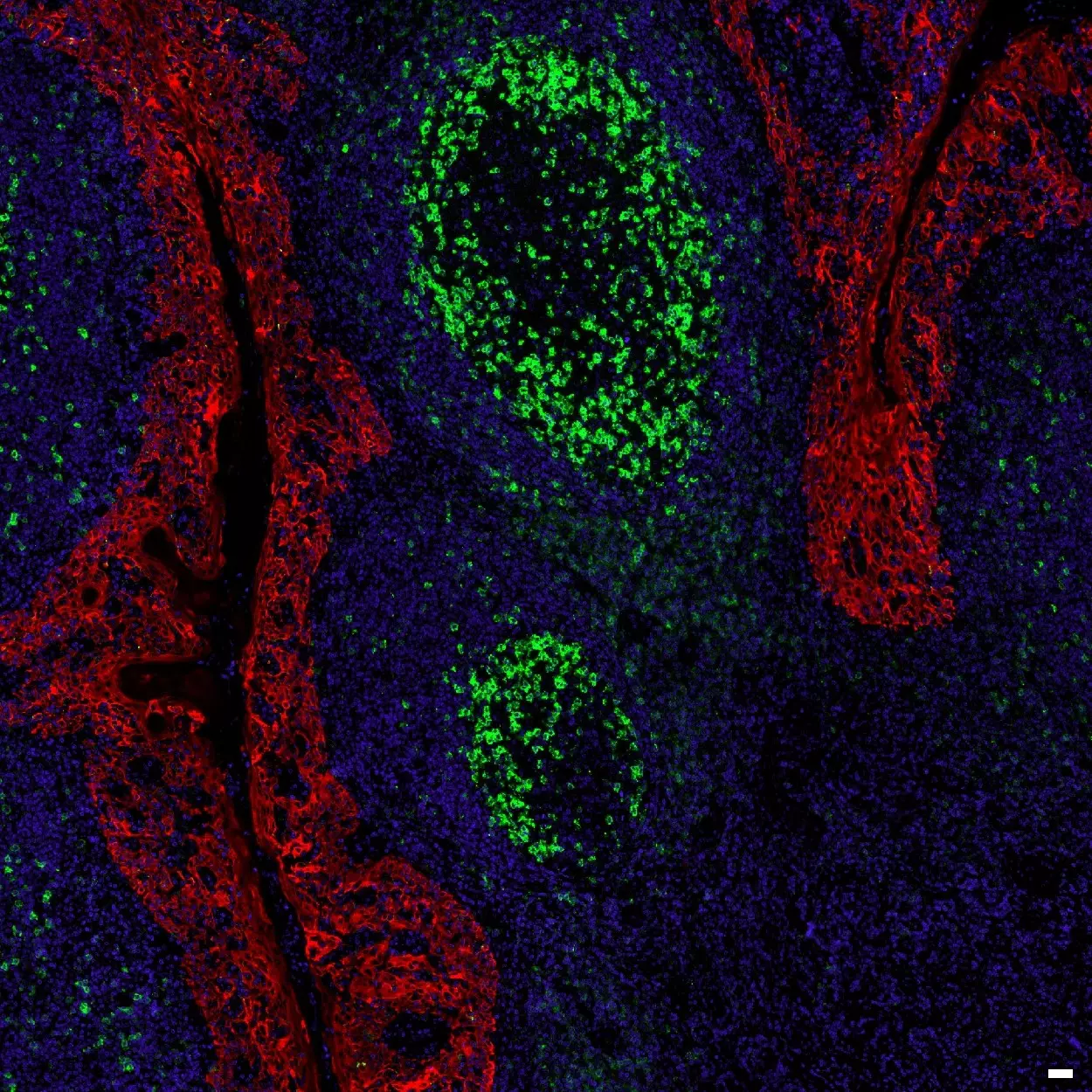 CD279 (PD1) Antibody, anti-human, REAfinity™ | Miltenyi Biotec | USA