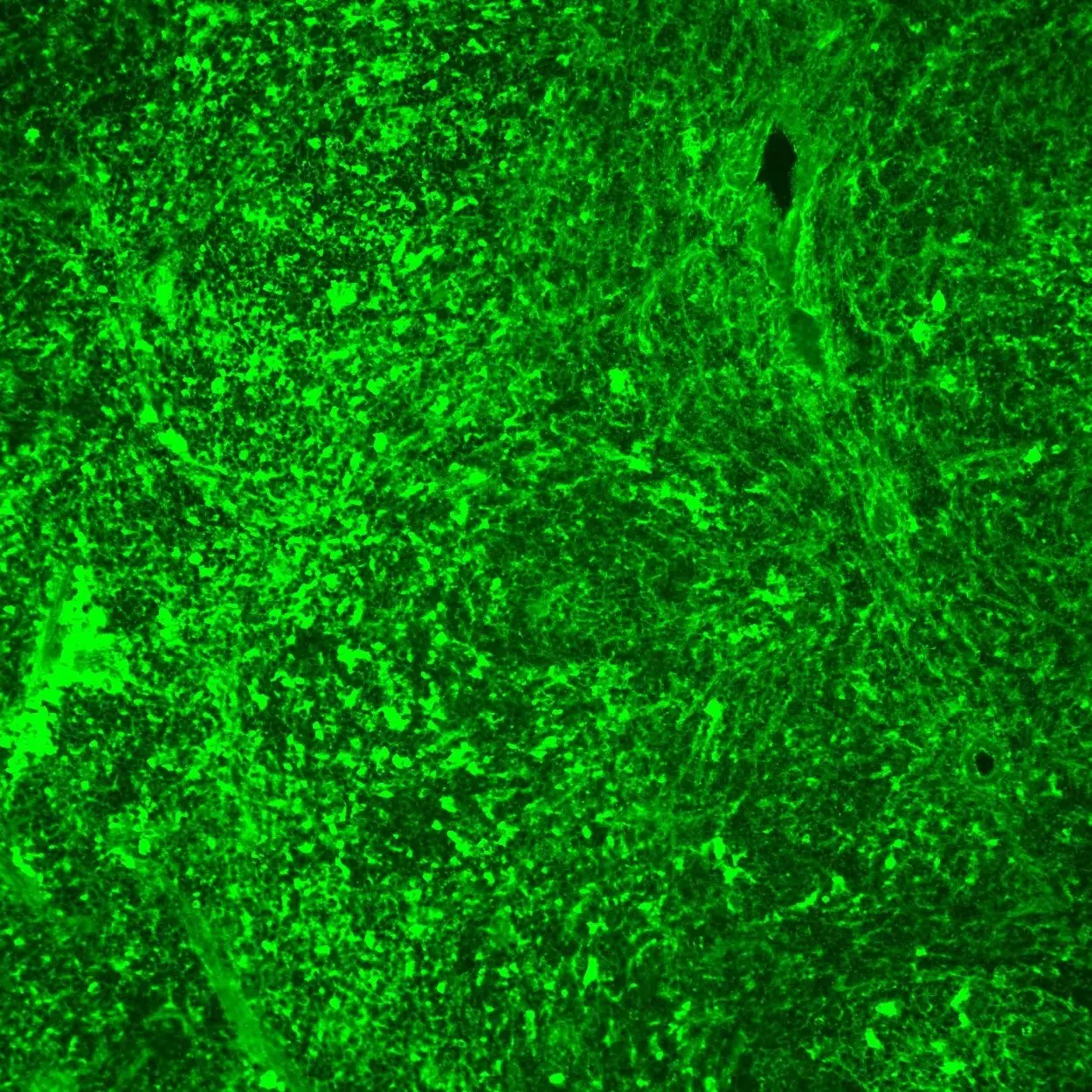 CD107a (LAMP-1) Antibody, anti-mouse | Miltenyi Biotec | USA