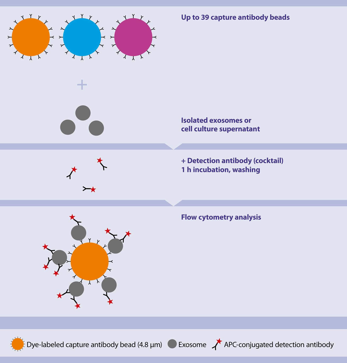 Human exosomes Isolation and analysis Protocol Miltenyi Biotec USA