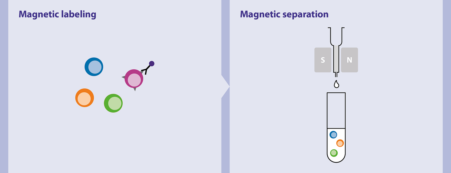 magnetic separation