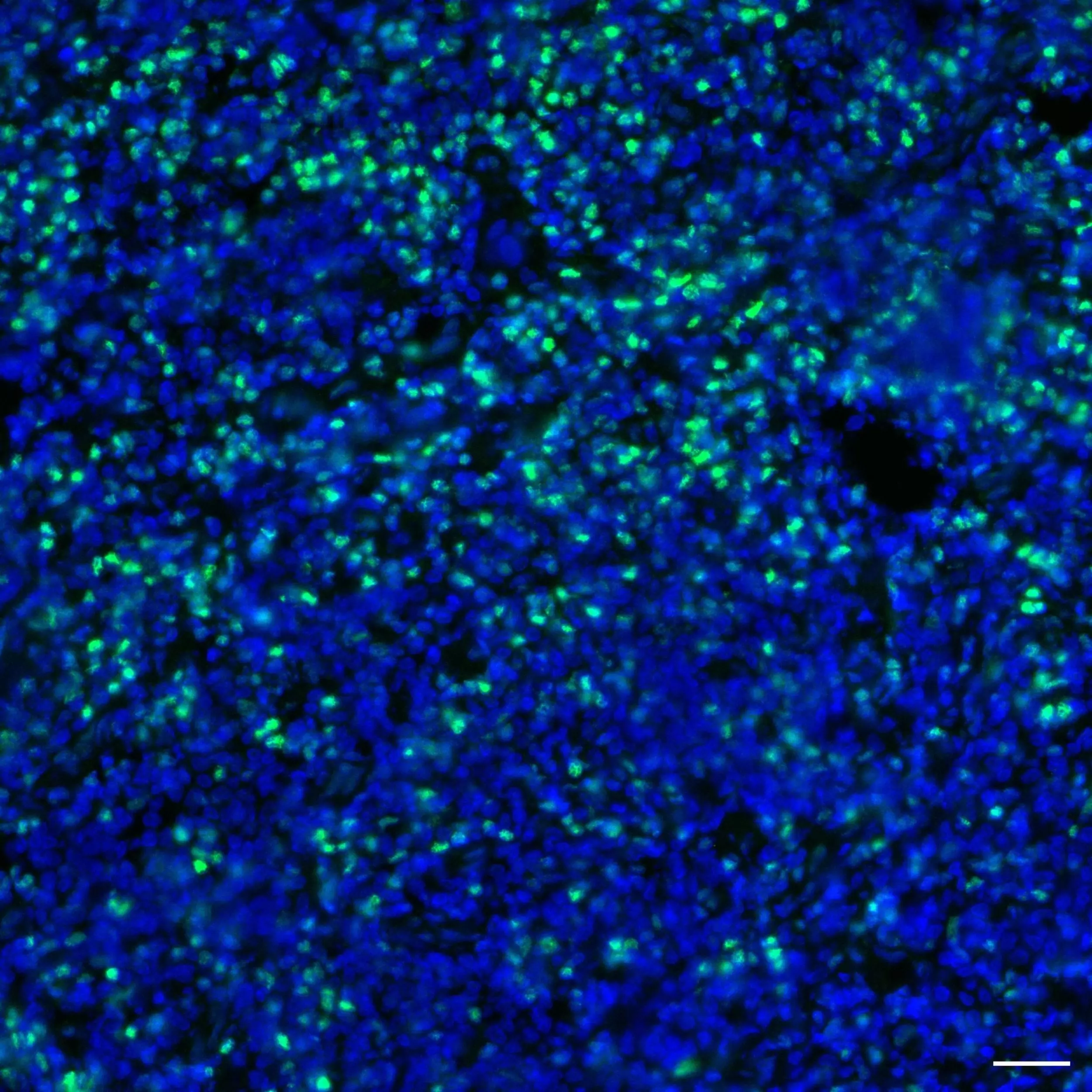 TCF7 (TCF-1) Antibody, anti-human, REAfinity™ | Miltenyi Biotec
